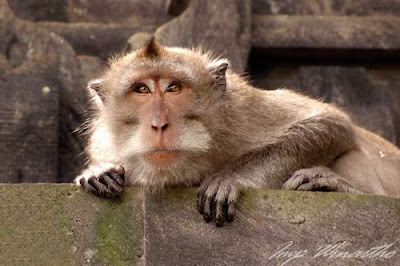 Gambar Binatang: Monyet Jambul