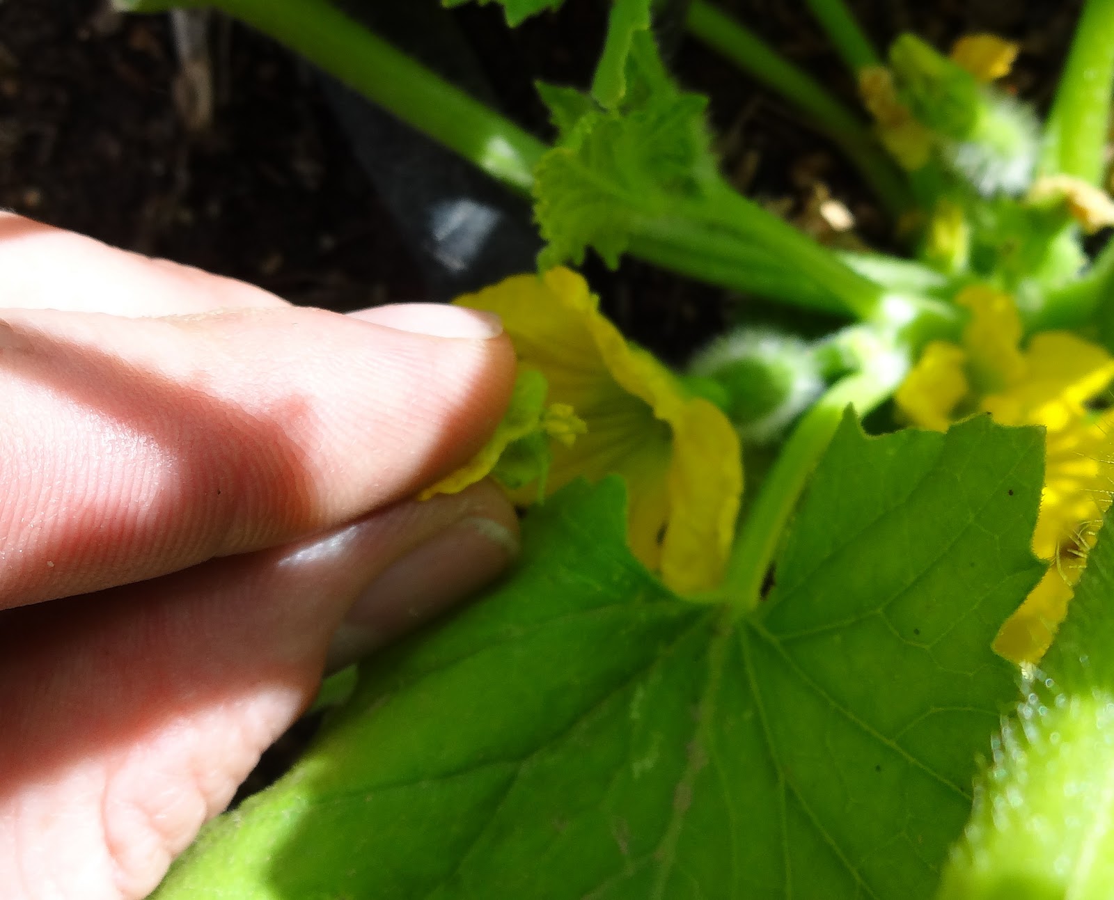 The Scientific Gardener Hand Pollinating Melons