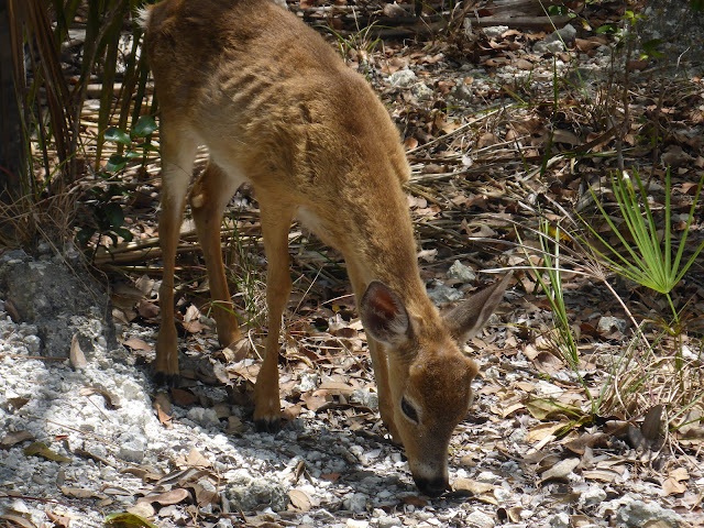 Cerf à No Name Floride