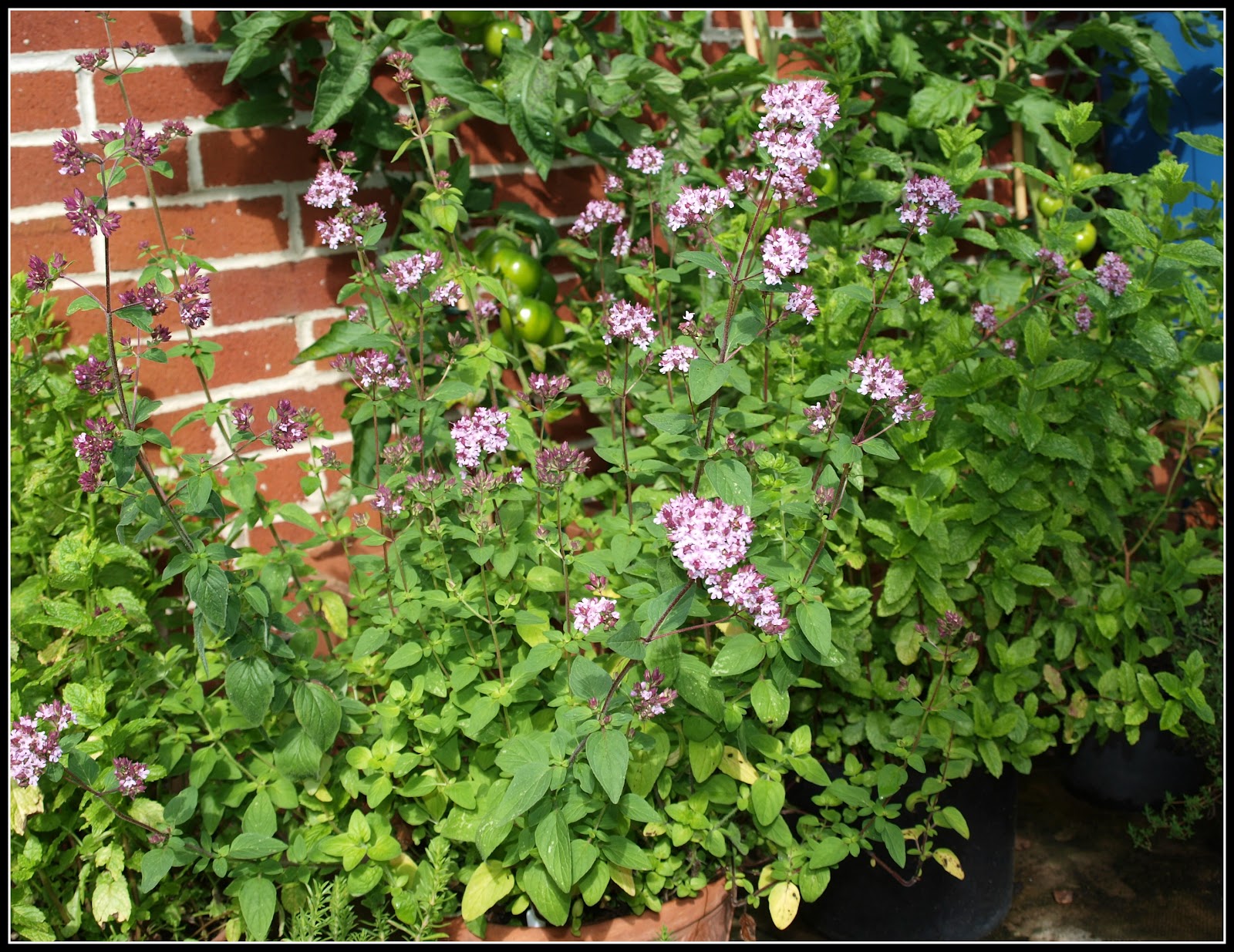 Mark's Veg Plot Greek Oregano