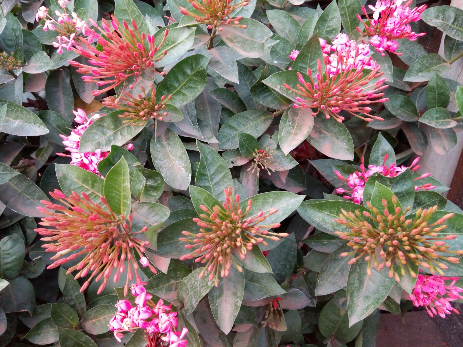 Garden Care Simplified Ixora Flowers in beautiful Colours Tips for