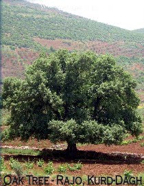 Oak Tree at Meydana in Kurd-Dagh