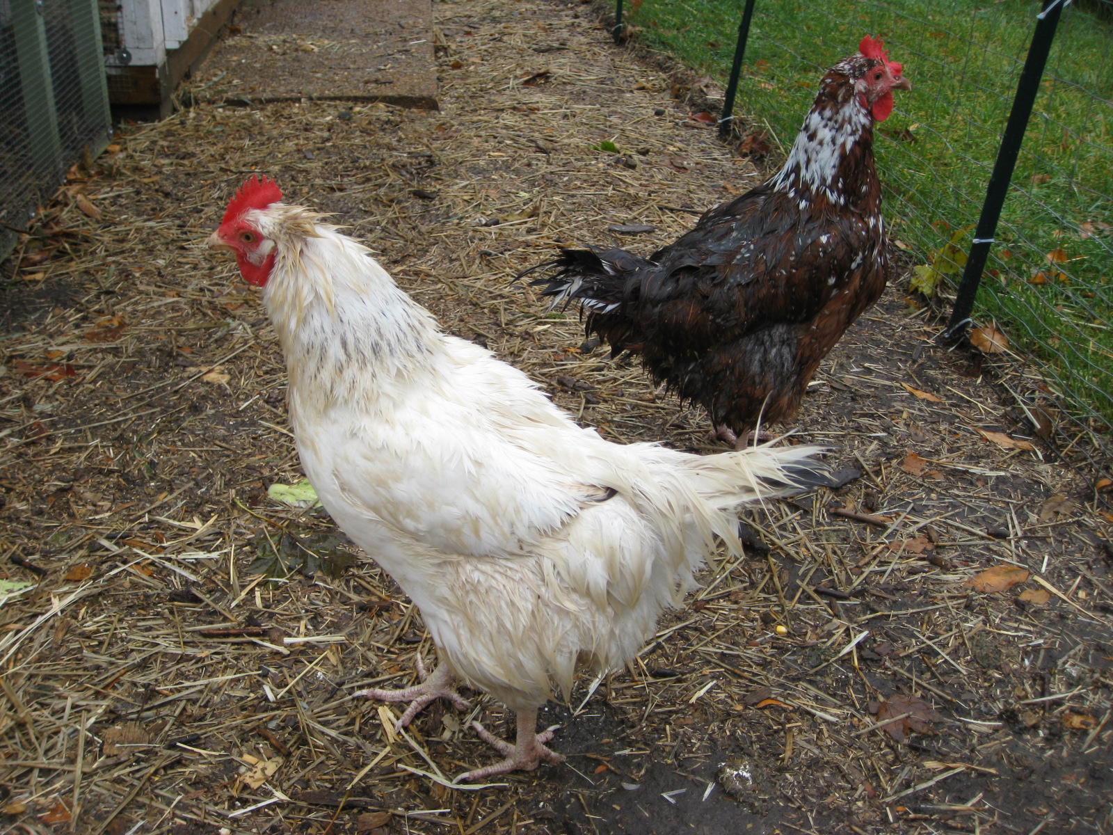 Chickens at christmas