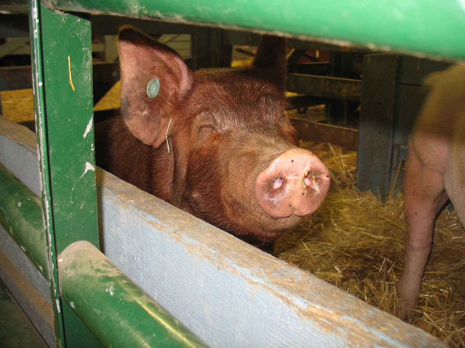 Red Roof Heritage Farm: Lumberjack Days and the Clearwater County Fair