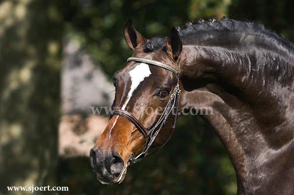 Horses Lovers Horse Breeds Begi Tinker Horse/Vanner Horse Horses Lovers Horse Breeds Begi Tinker Horse/Vanner Horse