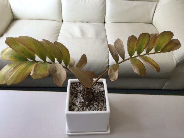 多肉and観葉植物world ザミア プミラ栽培記録 育て方