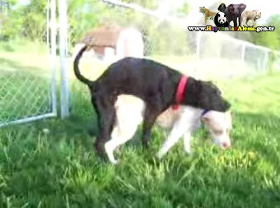 hayvanlar alemi belgesel ciftlesme video