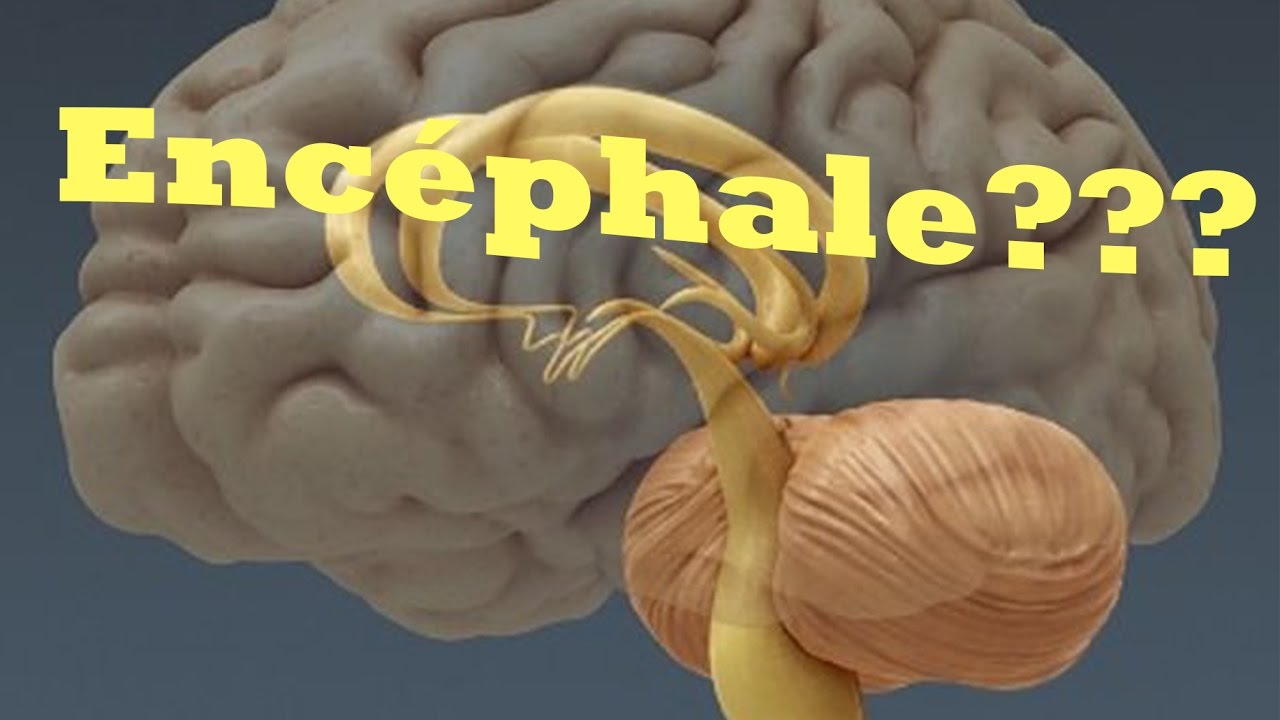 Le Système Nerveux Central - Biologie