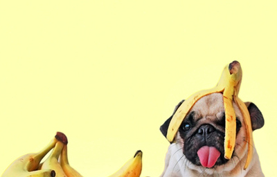 Pug pode comer banana Clearance