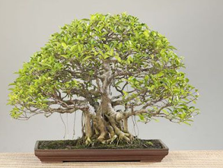 Ficus Bonsai Tree Care