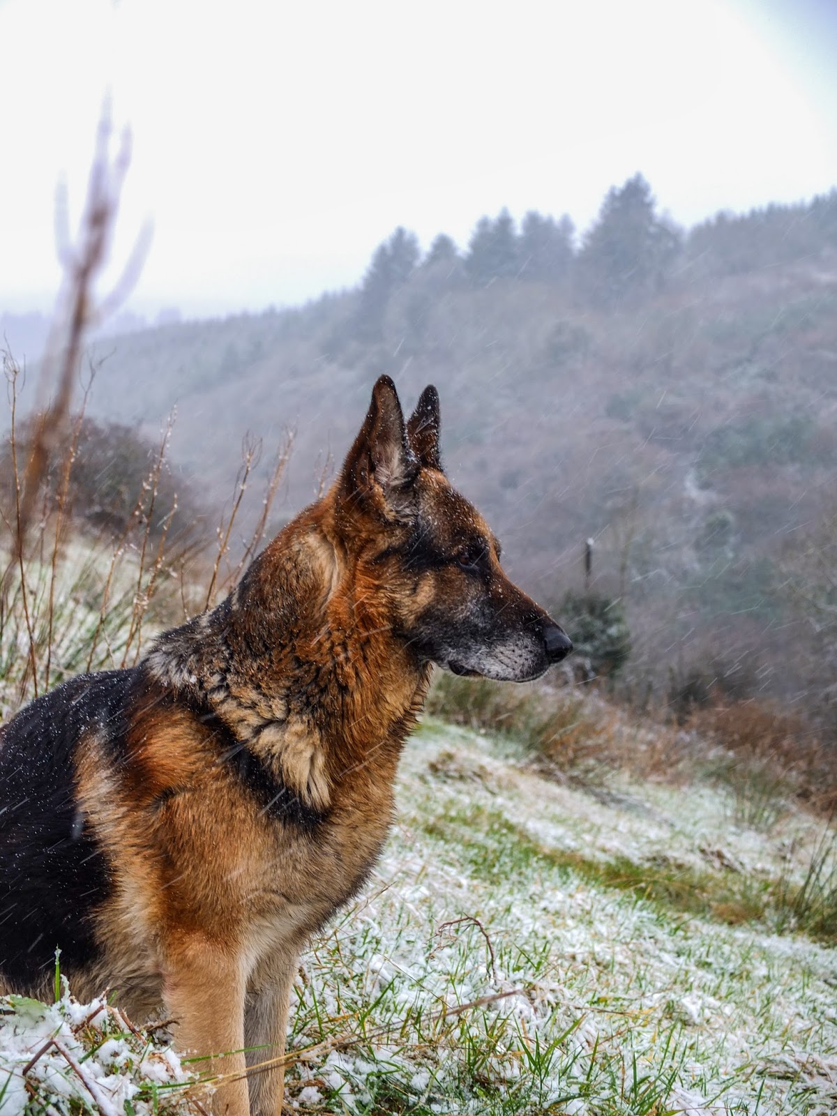 German Shepherd male sitting on a hill with snow falling in his face.
