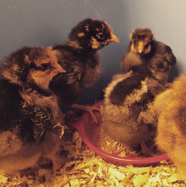 The Backyard Barnyard Feed Store Chick Buying Guide