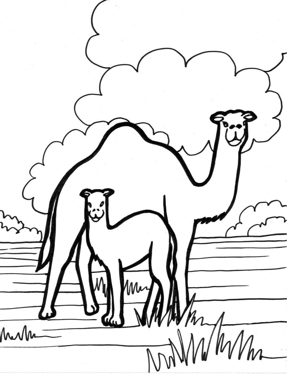 camel pages for coloring - photo #43