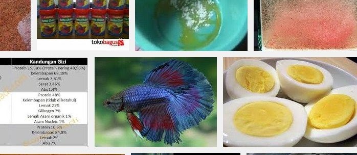 Makanan Ikan Cupang Terbaik bagi Pertumbuhan dan Bernutrisi