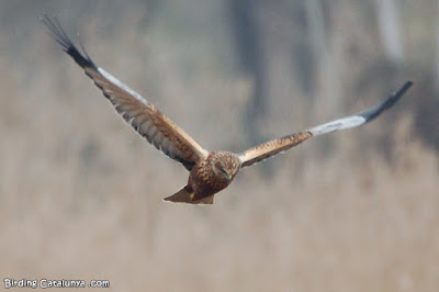 Arpella (Circus aeruginosus)  