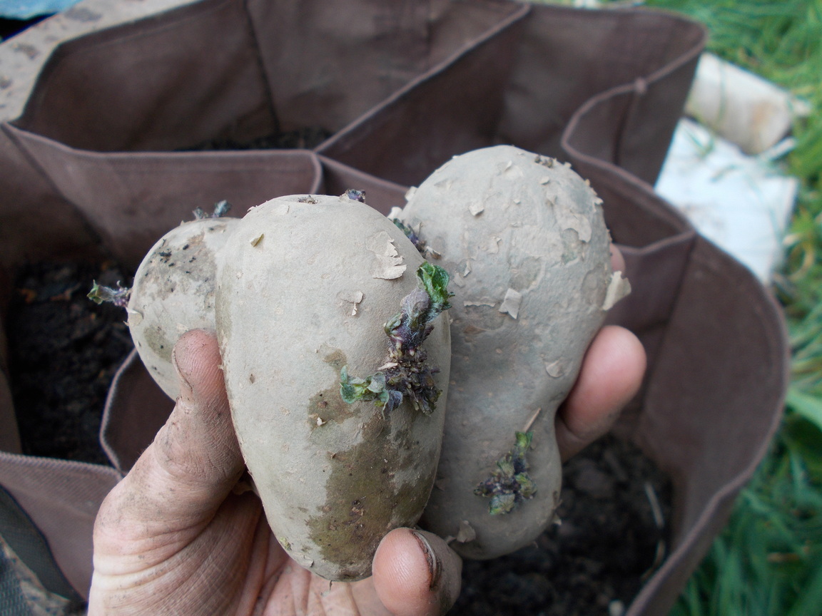 The Green Fingered Blog Grow your own potatoes in a bag