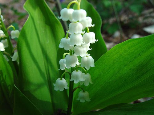 lilly of t.v.