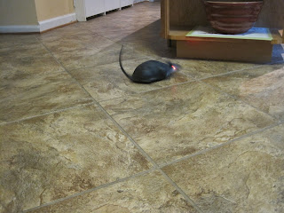 Toy rat with red lighting-up eyes