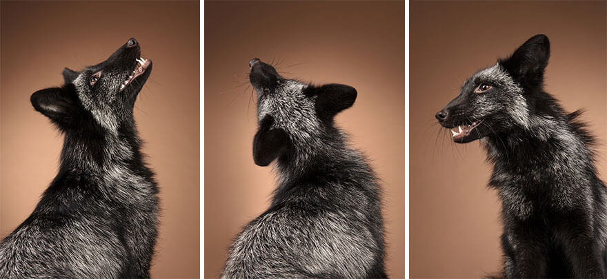 This Photographer Captures Foxes In Her Studio, And The Results Are Breathtaking