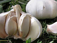  salah satu jenis dari nama genus allium Manfaat bawang putih
