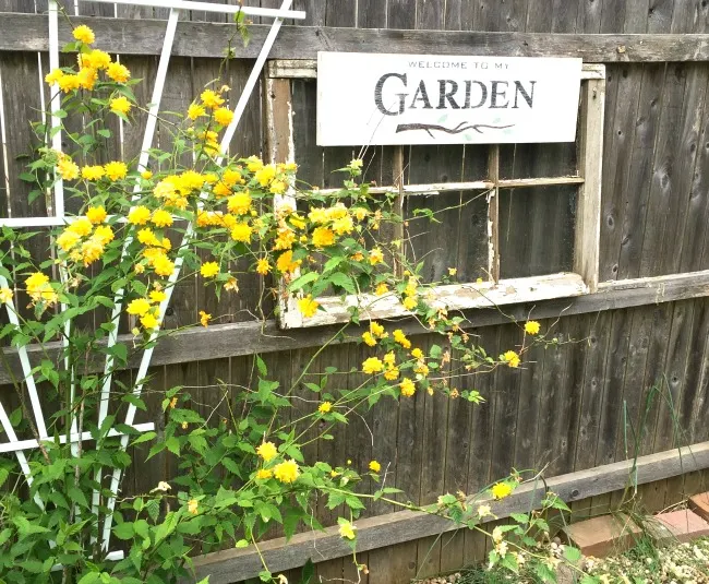 Old fence with yellow flowers and garden sign