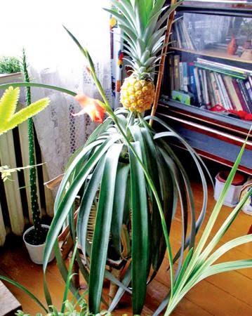 Ciptakan Suasana Hijau Dalam Ruangan Dengan Tanaman Buah 