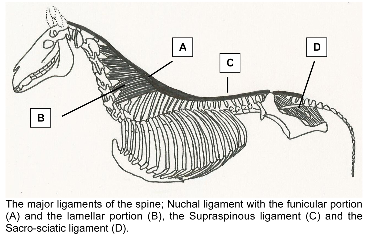 Musings at Minkiewicz Studios LLC Equine Anatomy and Biomechanics A