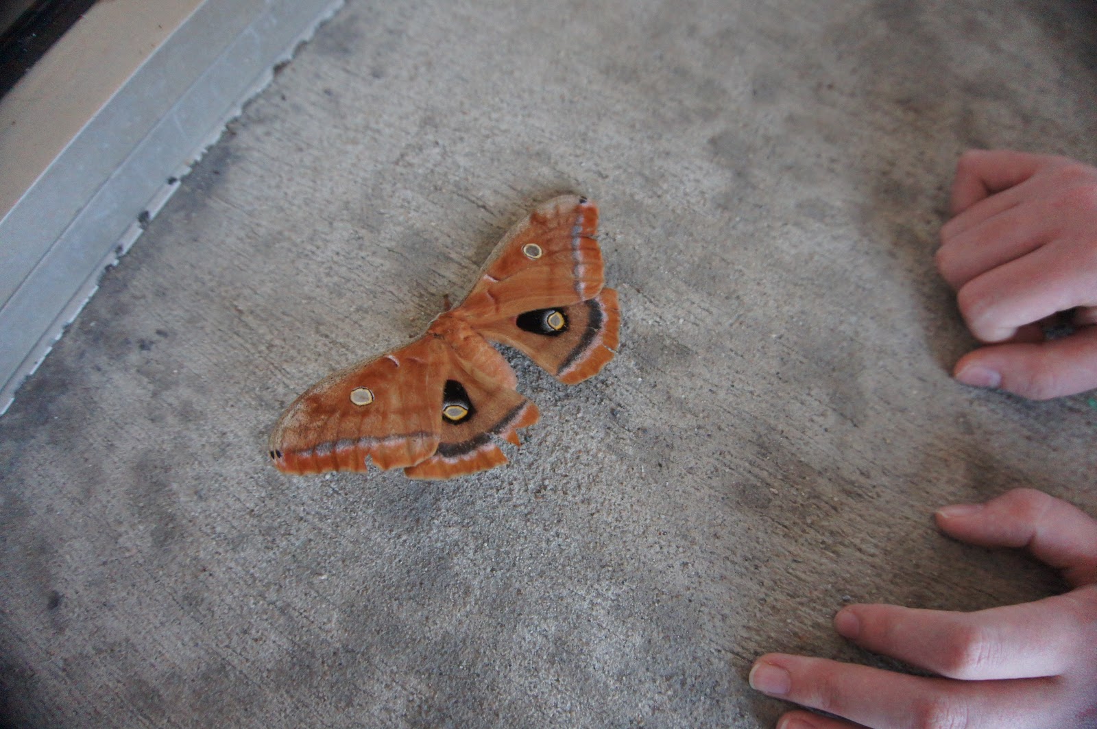 Hendrickson Family Blog Sleeping Queens and a Giant Moth