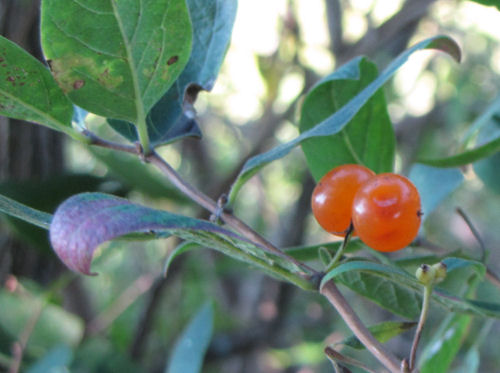 orange honeysuckle berries