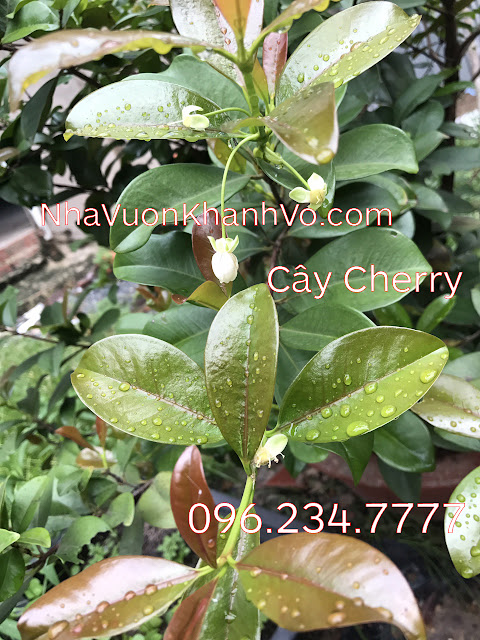 cay-cherry-khanh-vo-5.jpg