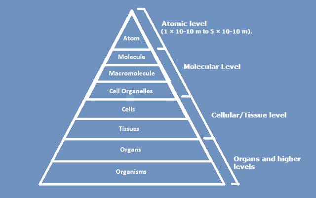 Hierarchical Presentation of the Organizational levels of living beings