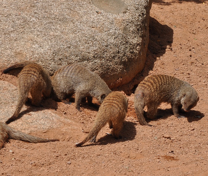 ZOOTOGRAFIANDO (MI COLECCIÓN DE FOTOS DE ANIMALES) MANGOSTA RAYADA