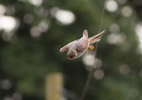 Red-footed Falcon - Chatterley, Staffordshire