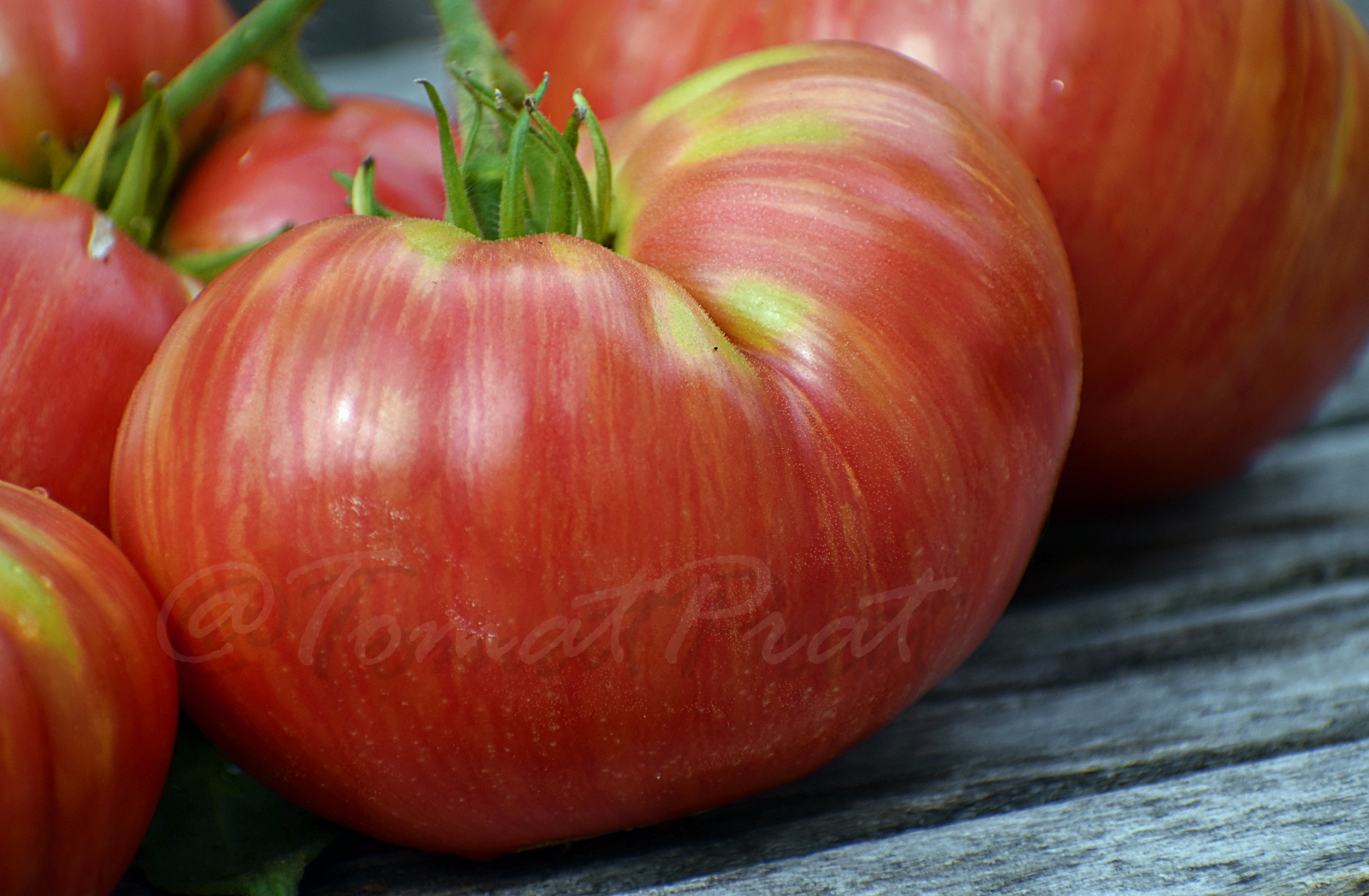 Helenes Tomater: Dwarf Firebird Sweet