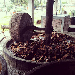 Photo dump: I went to Oaxaca and drank all the mezcal and did some other things too