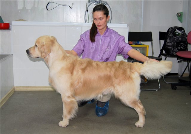 Шерстистый ретривер. Груминг золотистого ретривера. Голден ретривер выставочная стрижка. Голден стрижка. Стрижка ретривера.