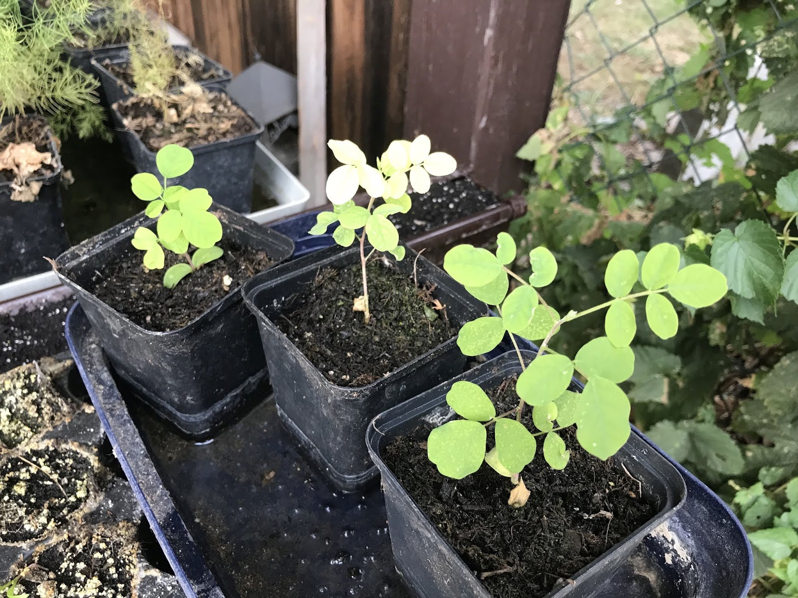 Naturliches Gartnern Ist Der Schlussel Eine Ausnahme Erlaube Ich