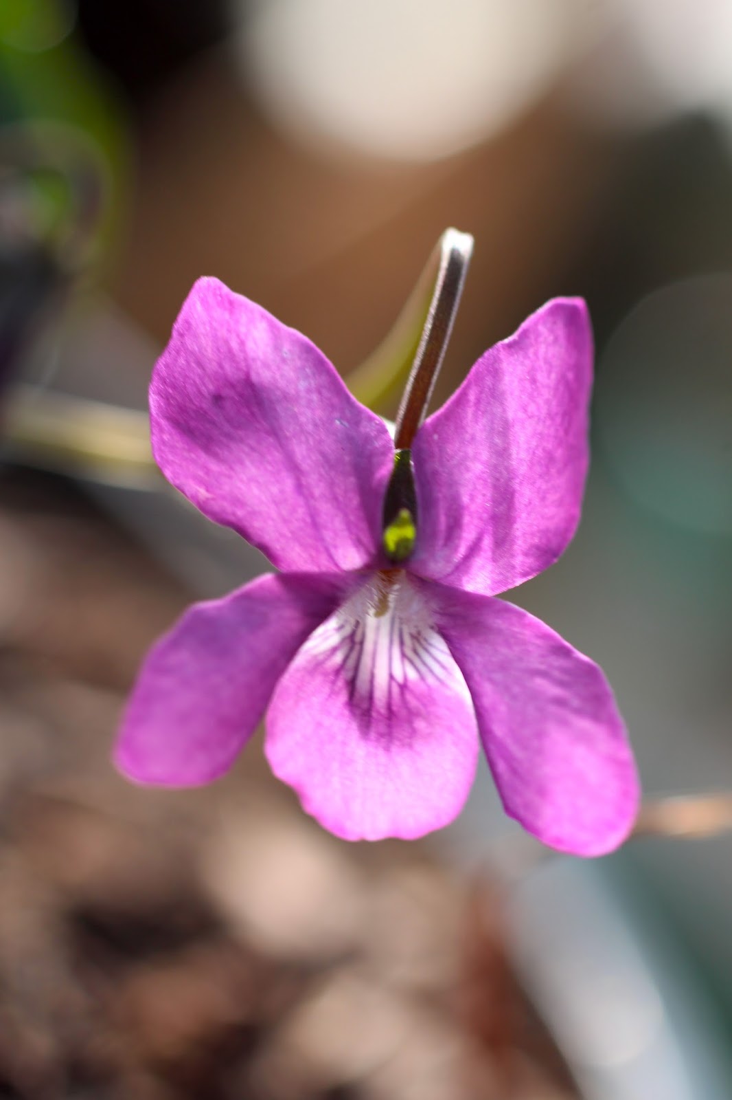 Florez Nursery: Viola labradorica 'Purpurea'