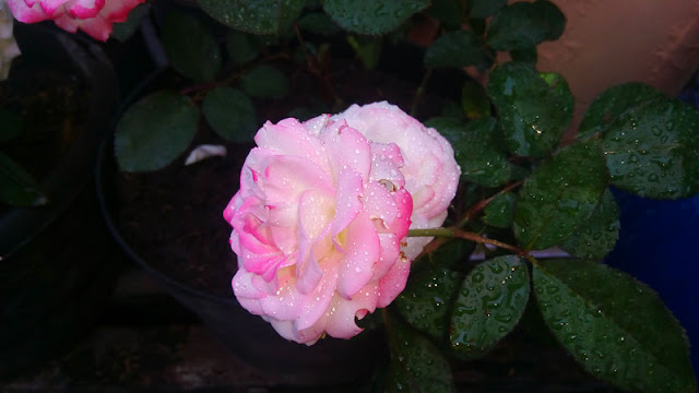 Pink Rose In My Garden Pictures