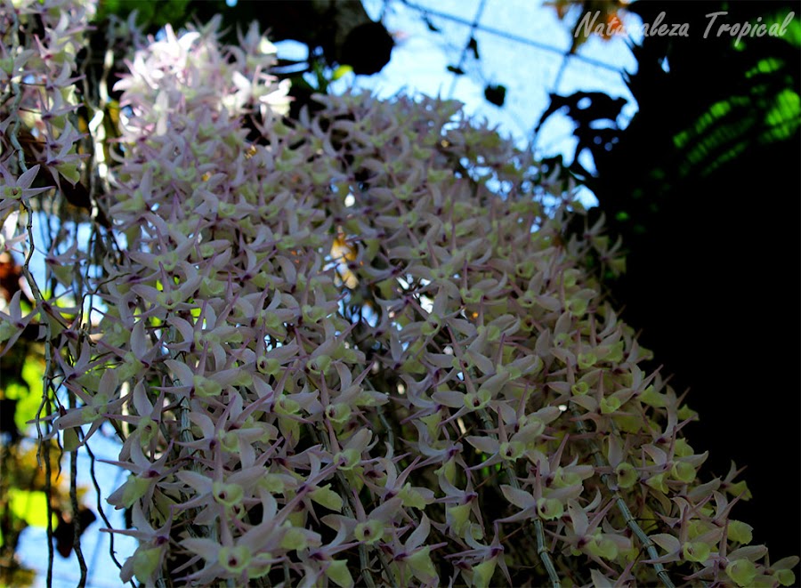 Como queda la lluvia de orquídeas, Dendrobium pierardii