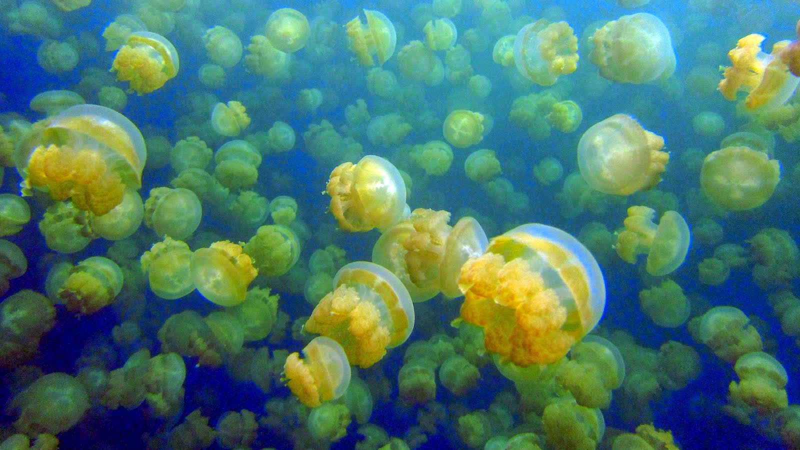 Jelly Fish Lake