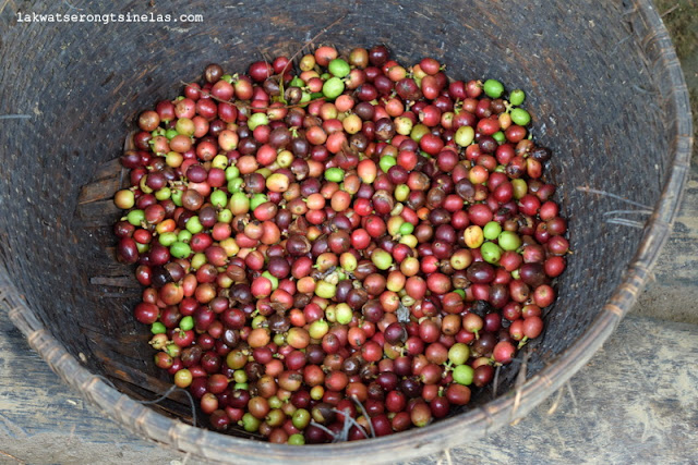 BALI PULINA: A MORNING OF LUWAK COFFEE