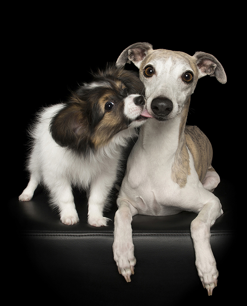 5 Dog Photography Tips Tricks Australian Dog Lover 5-dog-photography-tips-tricks-australian-dog-lover