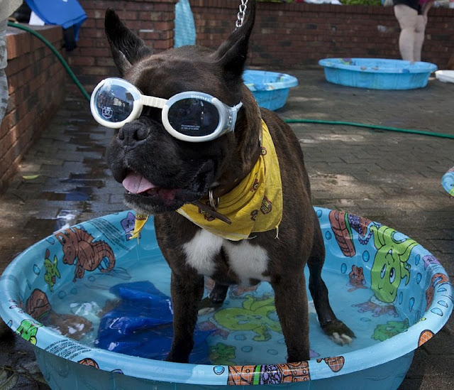 pies w basenie