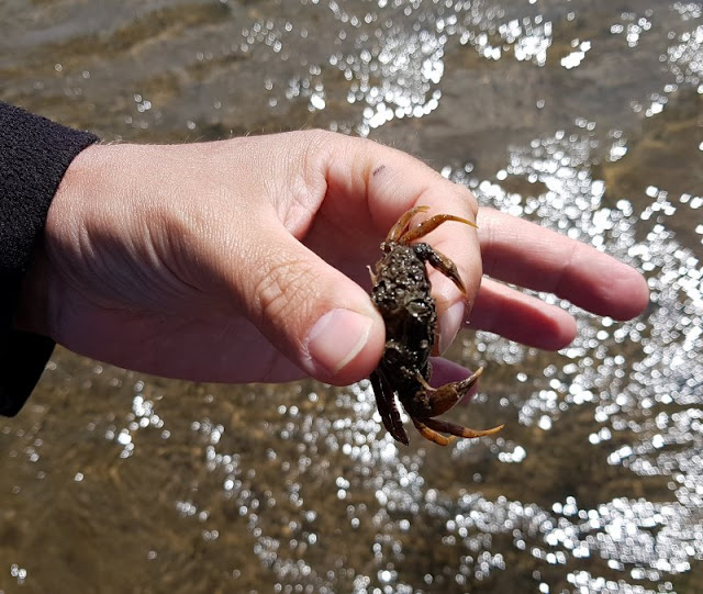 Im Watt in Dänemark: Unser Besuch im Vadehavscentret samt Wattenmeer-Tour. Wir haben bei unserem Ausflug im seichten Wasser eine Strandkrabbe entdeckt.