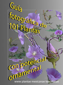 Guía fotográfica de 101 plantas mexicanas con potencial ornamental