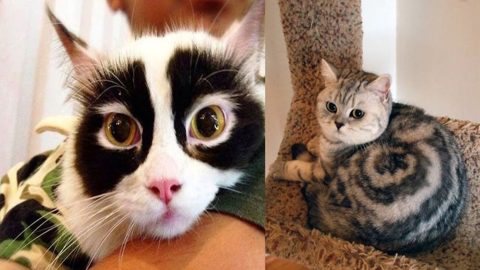 16 Cats With The Most Unique Fur Markings