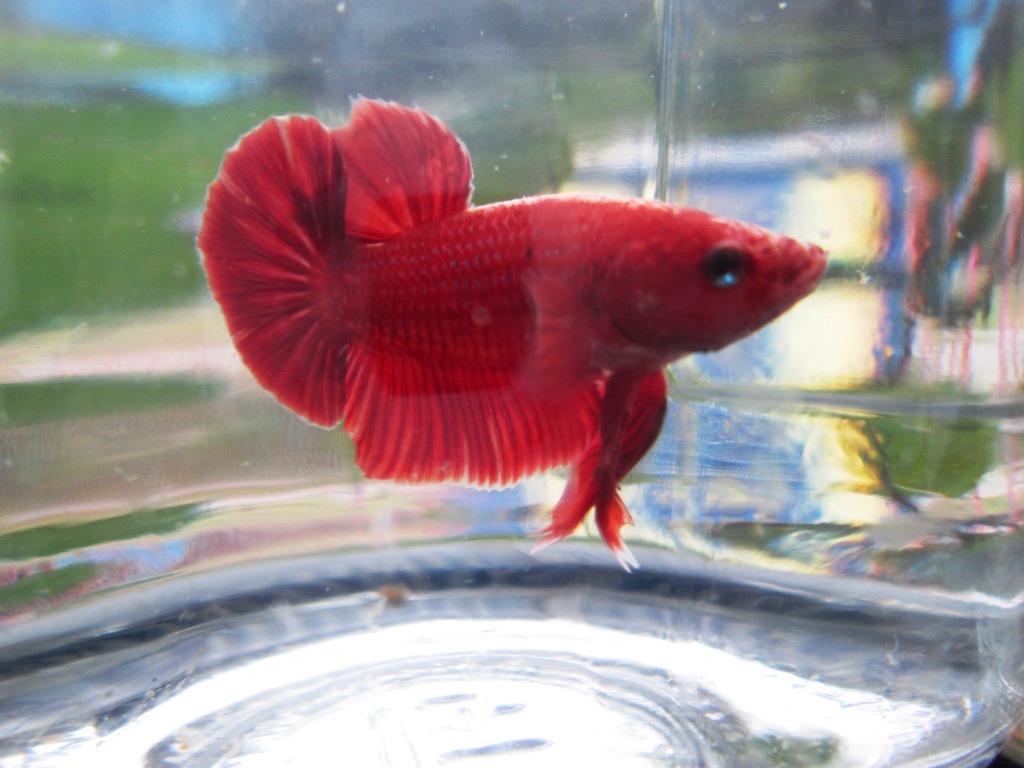 Jual Ikan Cupang Berkualitas 2016