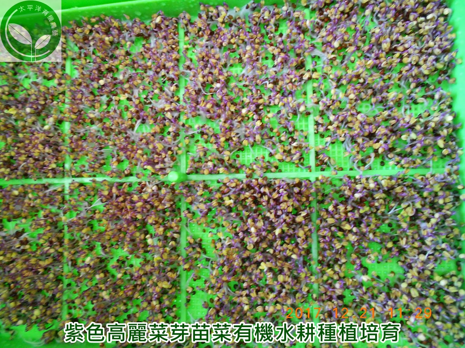 紅高麗,紫高麗菜,紫色高麗菜,紫色甘藍菜,紫高麗菜食譜,紫高麗菜營養,紫椰菜好處,紫甘藍菜,高麗菜種子哪裡買,紅高麗菜