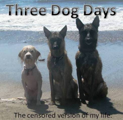 3 Dog Days